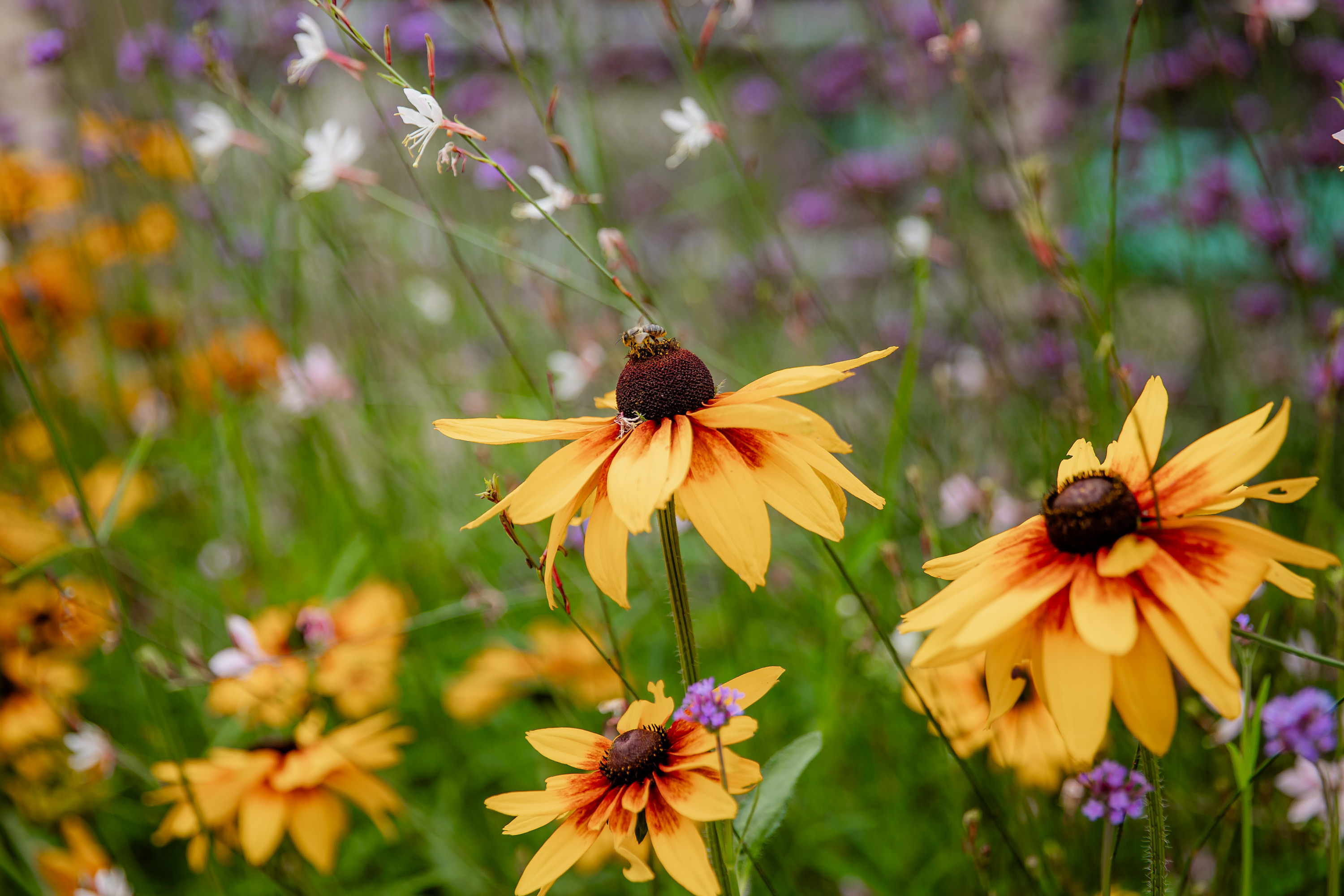 Meghosszabbított nevezési határidő a 32. Virágos Magyarország versenyen